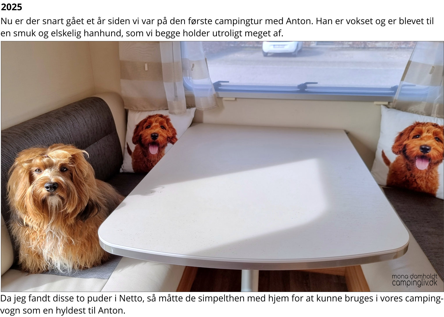 Bichon_Havenese_Anton_på_camping