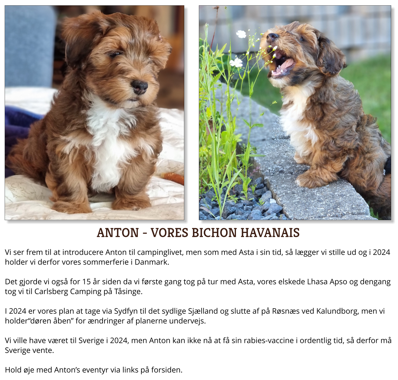 Anton_Bichon_Havanais